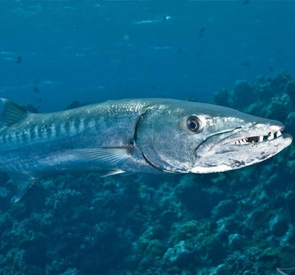 Barracuda Fish Supplier & Exporter in Sri Lanka Reef Fish