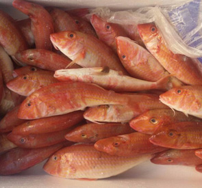 Red Mullet Supplier & Exporter in Sri Lanka Reef Fish
