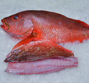 Red Snapper Fish Supplier & Exporter in Sri Lanka Reef Fish